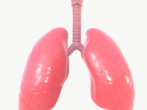 Respiratory System 3D Model