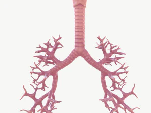 Respiratory System 3D Model