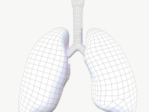 Respiratory System 3D 모델