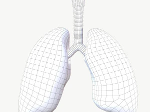 Respiratory System 3D Model