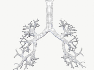 Respiratory System 3D 모델