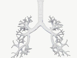 Respiratory System 3D Model