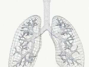 Respiratory System 3D 모델