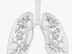 Respiratory System 3D Model