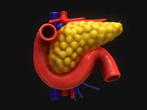 Bauchspeicheldr&uuml;se Mensch 3D Modell