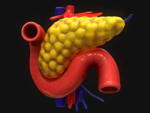 Bauchspeicheldr&uuml;se Mensch 3D Modell