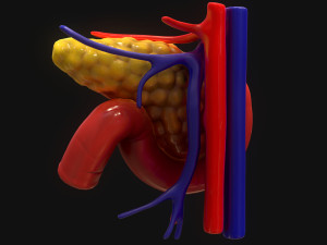 PPancreas Human Model 3D