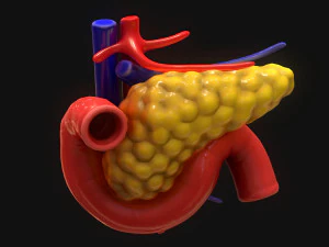 Bauchspeicheldr&uuml;se Mensch 3D Modell