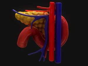 Bauchspeicheldr&uuml;se Mensch 3D Modell