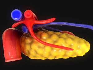 Bauchspeicheldr&uuml;se Mensch 3D Modell