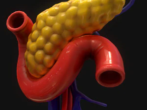 Bauchspeicheldr&uuml;se Mensch 3D Modell