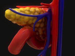 Bauchspeicheldr&uuml;se Mensch 3D Modell