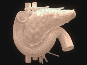 PPancreas Human Model 3D