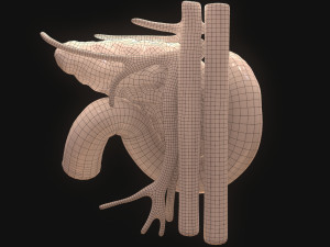 PPancreas Human Model 3D