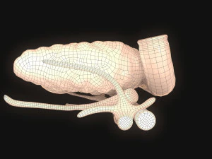 Bauchspeicheldr&uuml;se Mensch 3D Modell