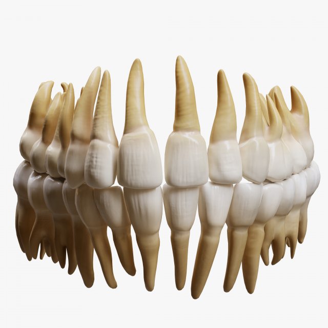 Human Teeth Tooth 3D Model .c4d .max .obj .3ds .fbx .lwo .lw .lws