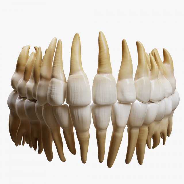 Human Teeth Tooth 3D 모델 .c4d .max .obj .3ds .fbx .stl .blend 