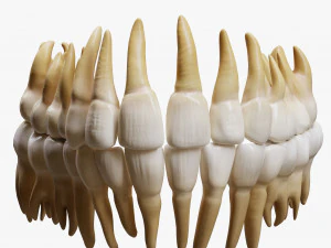 Gigi Gigi Manusia Model 3D