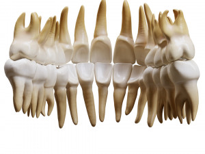 Human Teeth Tooth 3D 모델