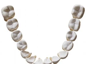 Human Teeth Tooth 3D Model