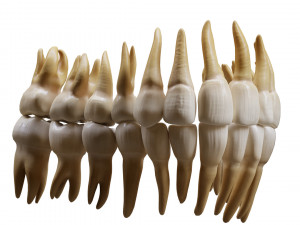 Human Teeth Tooth 3D 모델