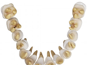 Human Teeth Tooth 3D 모델