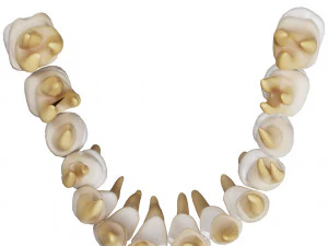 Human Teeth Tooth 3D Model