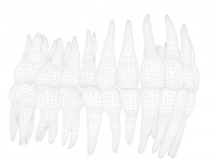 Human Teeth Tooth 3D 모델