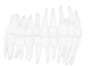 Human Teeth Tooth 3D Model