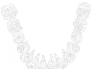 Human Teeth Tooth 3D 모델