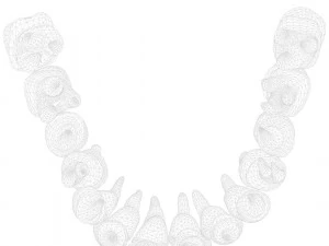 Human Teeth Tooth 3D Model