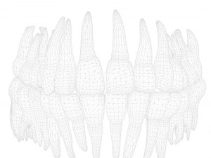 Human Teeth Tooth 3D 모델