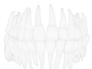 Human Teeth Tooth 3D Model