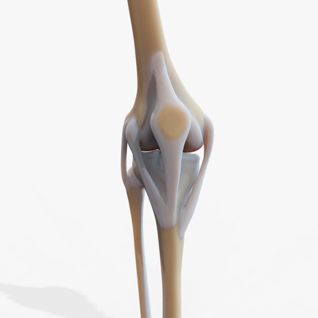 Knee joint 3D Model .c4d .max .obj .3ds .fbx .lwo .lw .lws