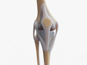 Knee joint 3D Model