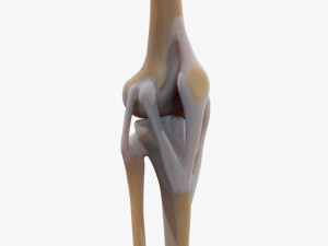 Knee joint 3D Model