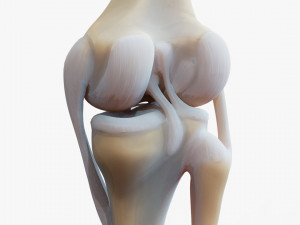 Knee joint 3D Model