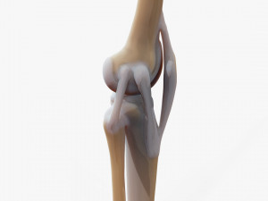 Knee joint 3D Model