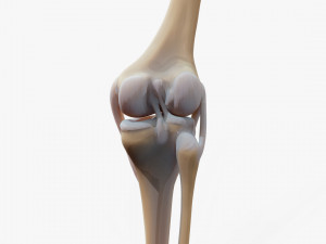 Knee joint 3D Model