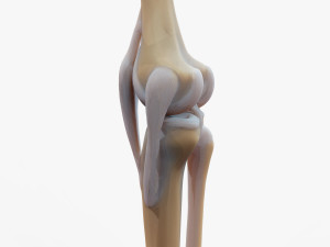 Knee joint 3D Model