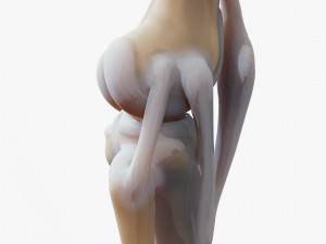 Knee joint 3D Model