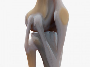 Knee joint 3D Model