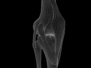 Knee joint 3D Model