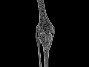 Knee joint 3D Model