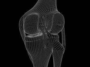 Knee joint 3D Model