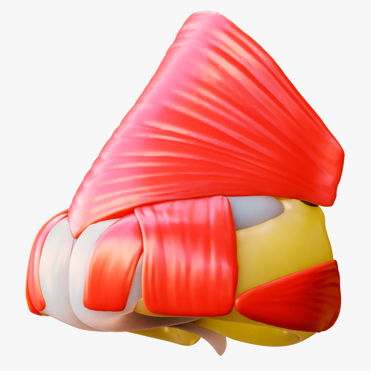 Nasal Human Anatomy Structure 3D Model .c4d .max .obj .3ds .fbx .stl .blend