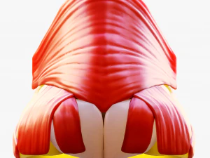 Nasal Human Anatomy Structure 3D Model