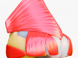 Nasal Human Anatomy Structure 3D Model