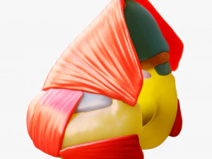 Nasal Human Anatomy Structure 3D Model