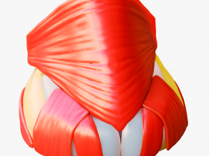 Nasal Human Anatomy Structure 3D 모델